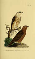 Image of honey buzzard, european honey buzzard