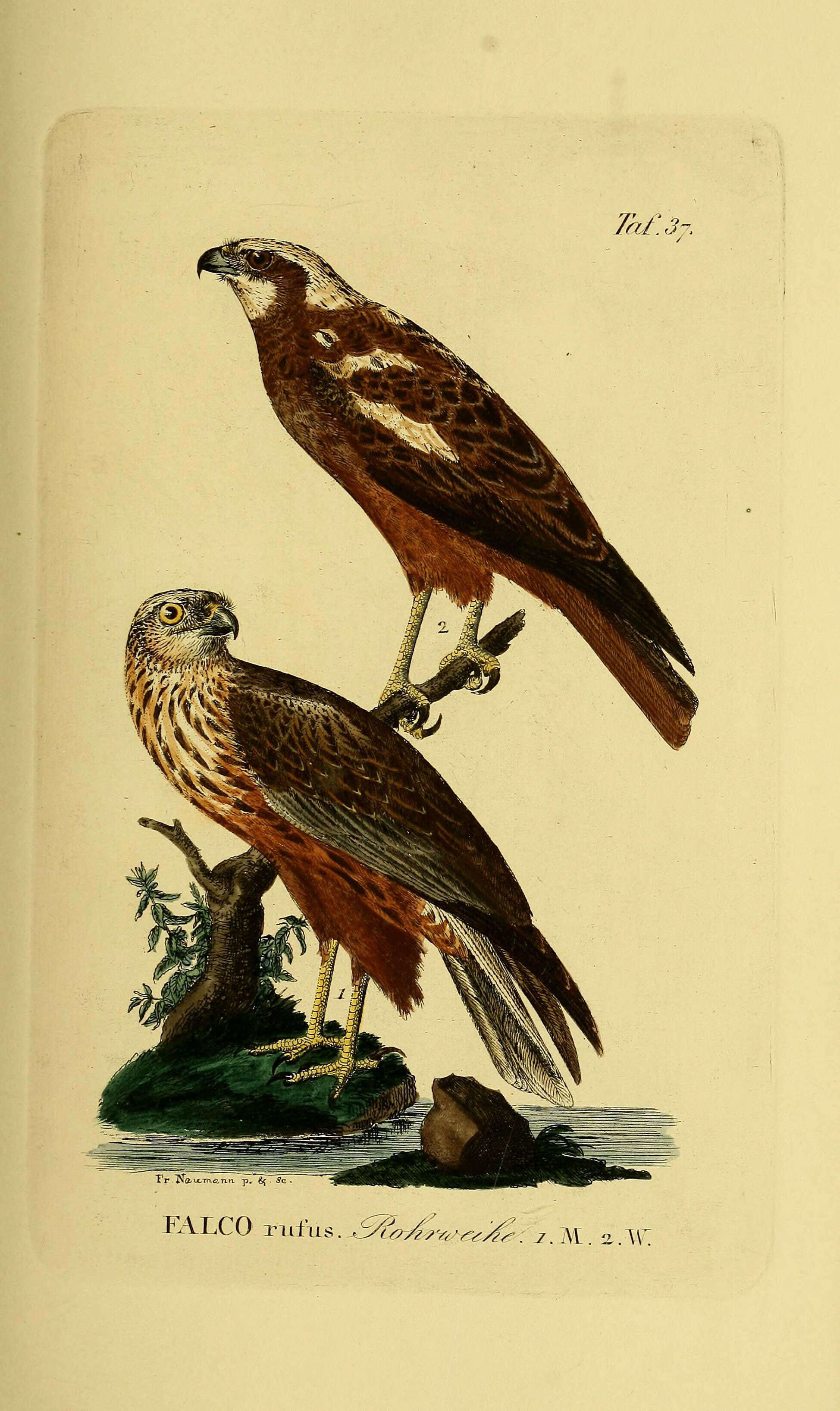 Imagem de Circus aeruginosus (Linnaeus 1758)