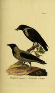 Image of Hooded Crow