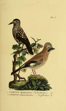 Image of Garrulus Brisson 1760