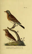 Image of Fieldfare