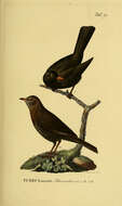 Image of Blackbird