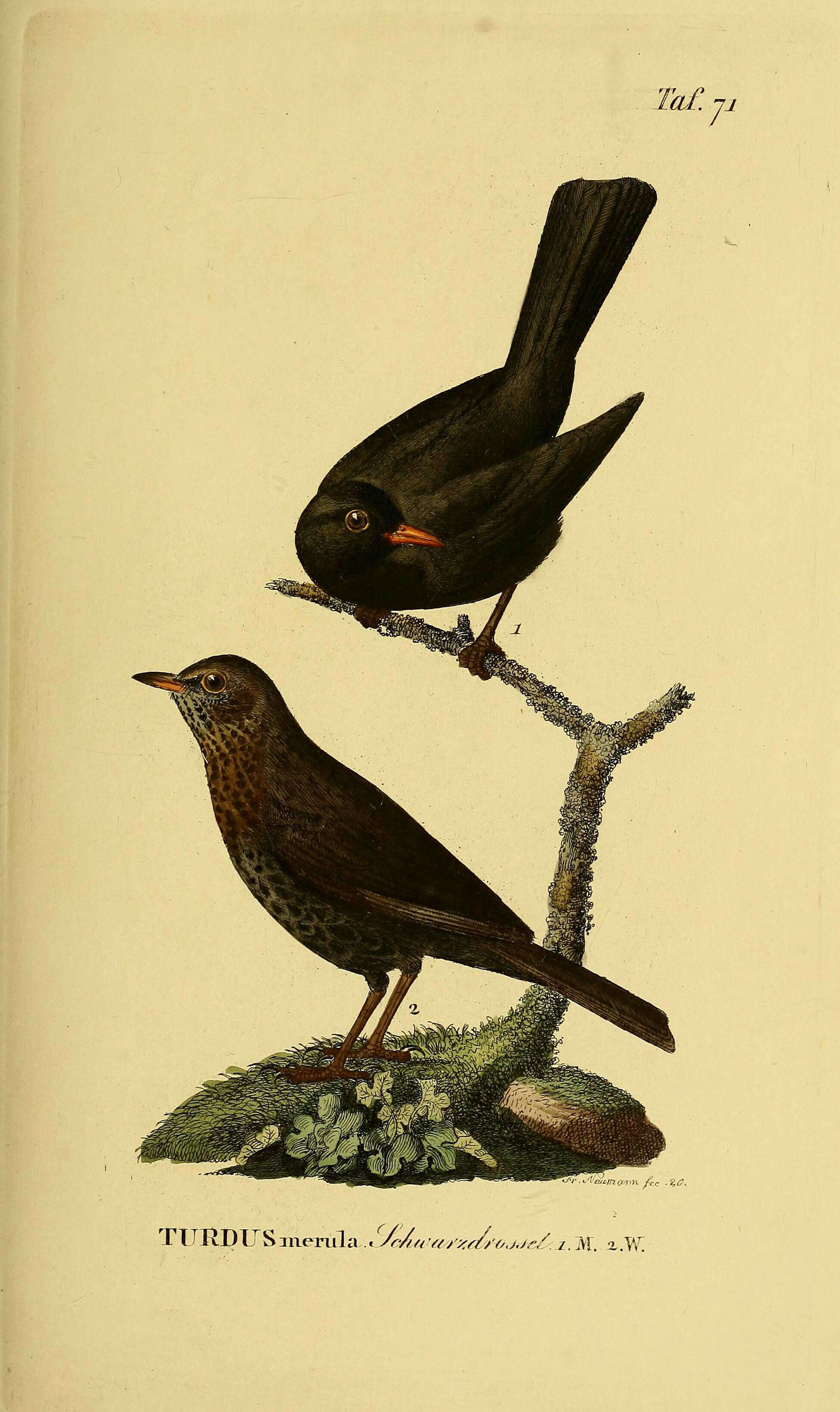 Image of Blackbird