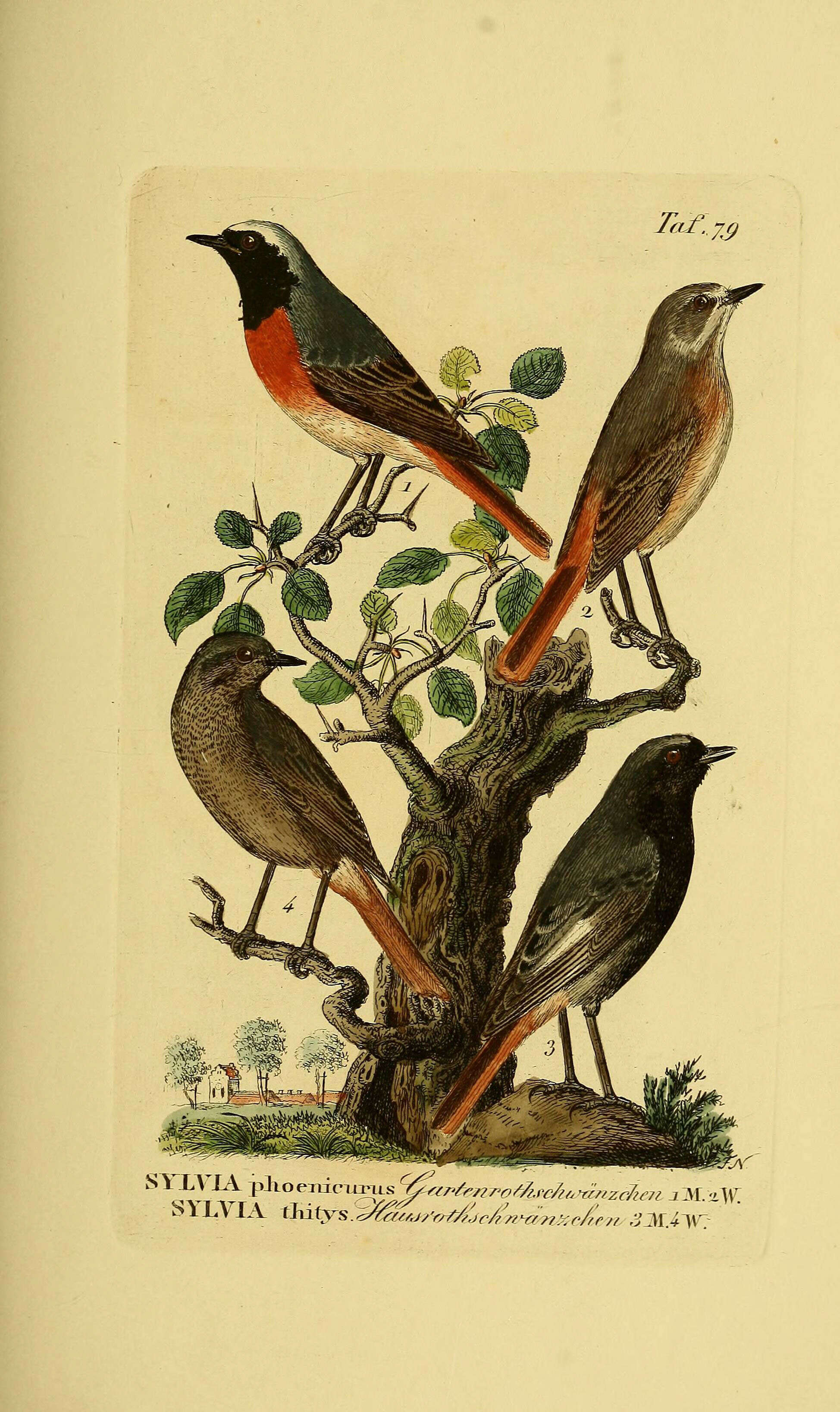 Image of Common Redstart