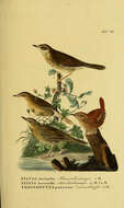 Image of Eurasian Wren