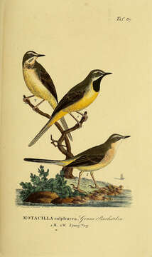 Imagem de Motacilla cinerea Tunstall 1771