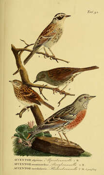 Image of Alpine Accentor