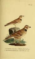 Image of Calandra Lark