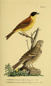 Image of Corn Bunting