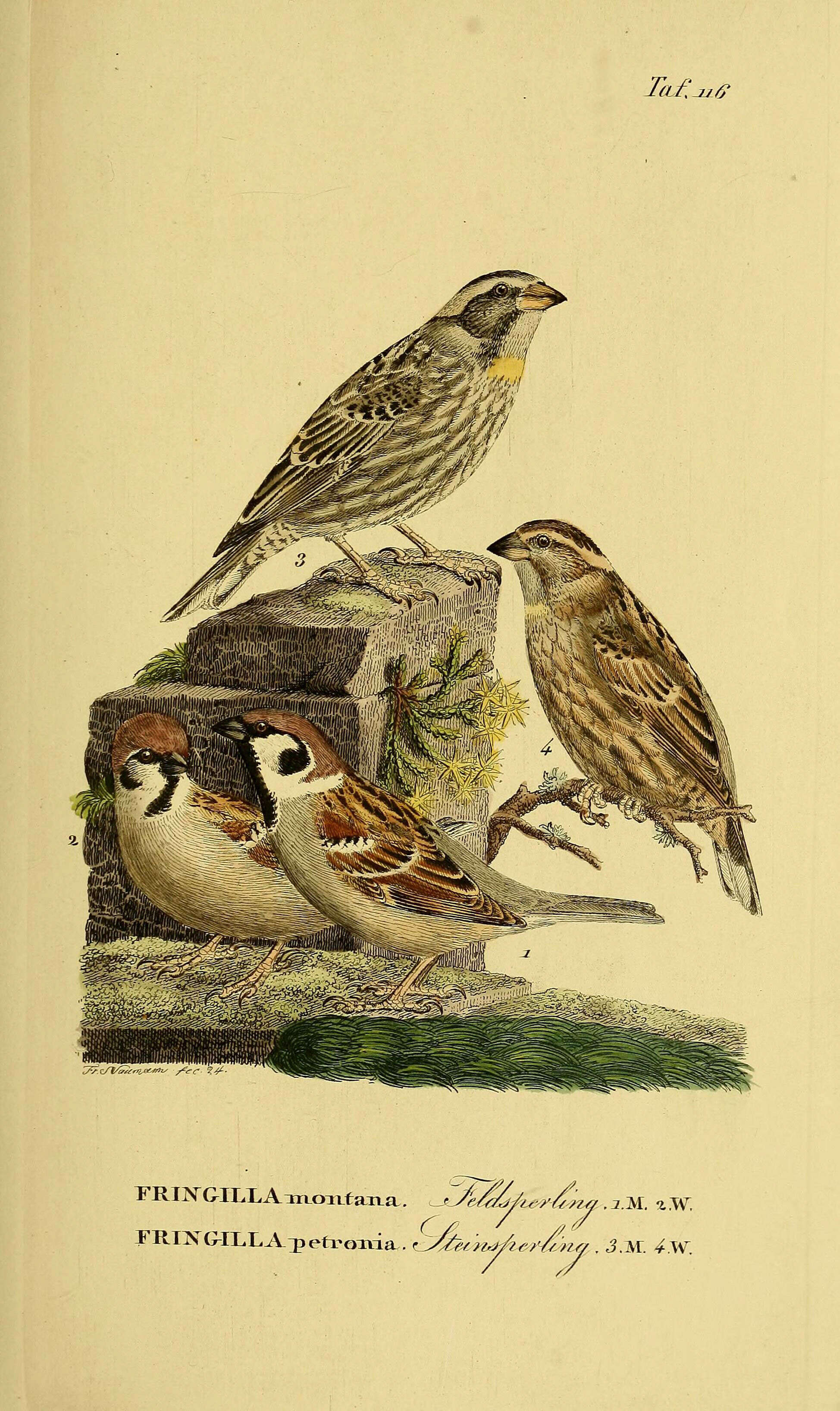 Image of Eurasian Tree Sparrow