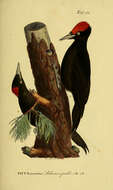 Image of Black Woodpecker