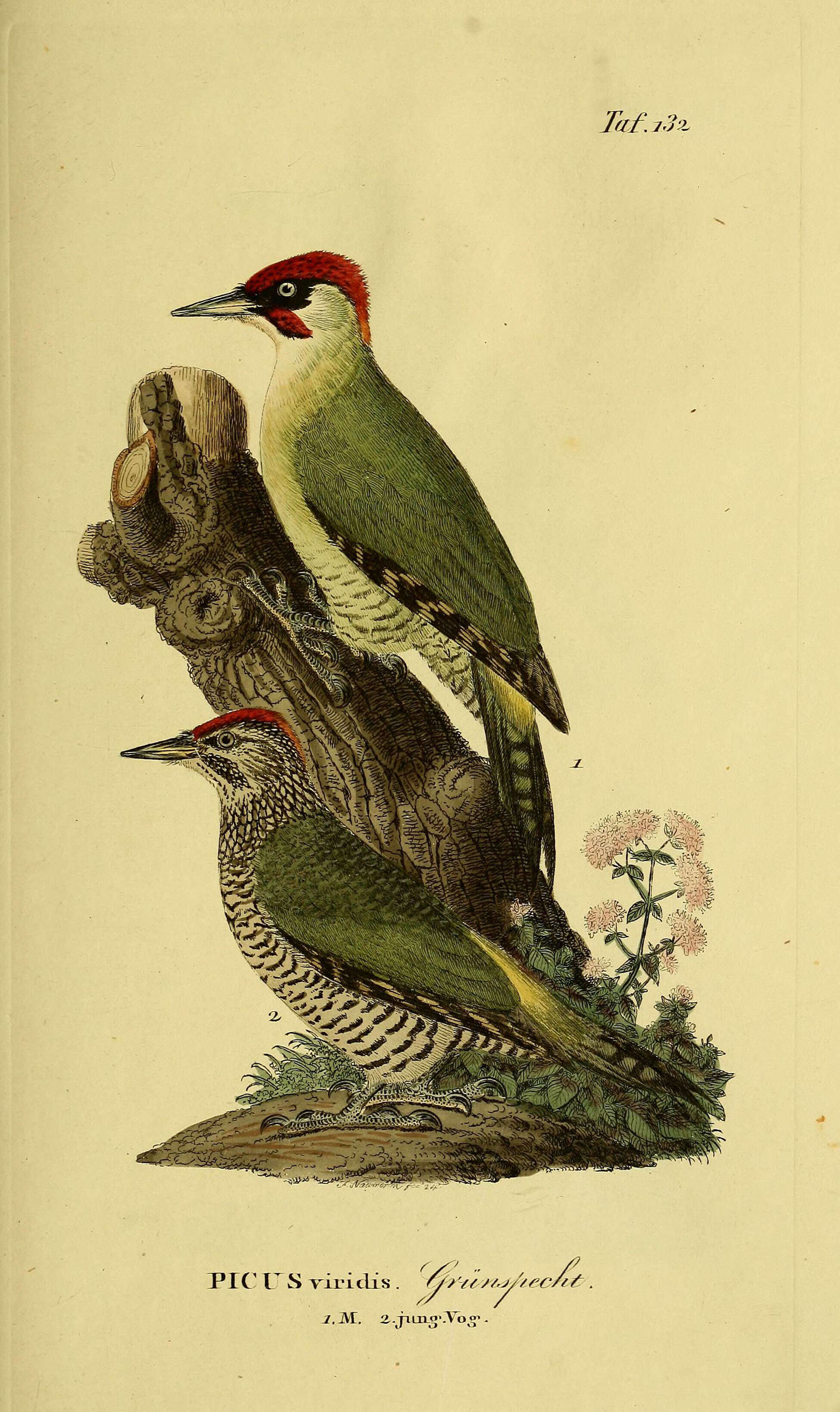 Image of Eurasian Green Woodpecker