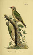 Image of Eurasian Green Woodpecker