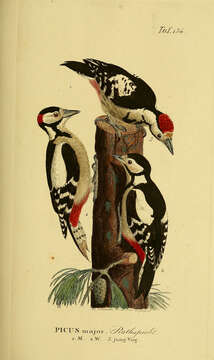 Image of Great Spotted Woodpecker