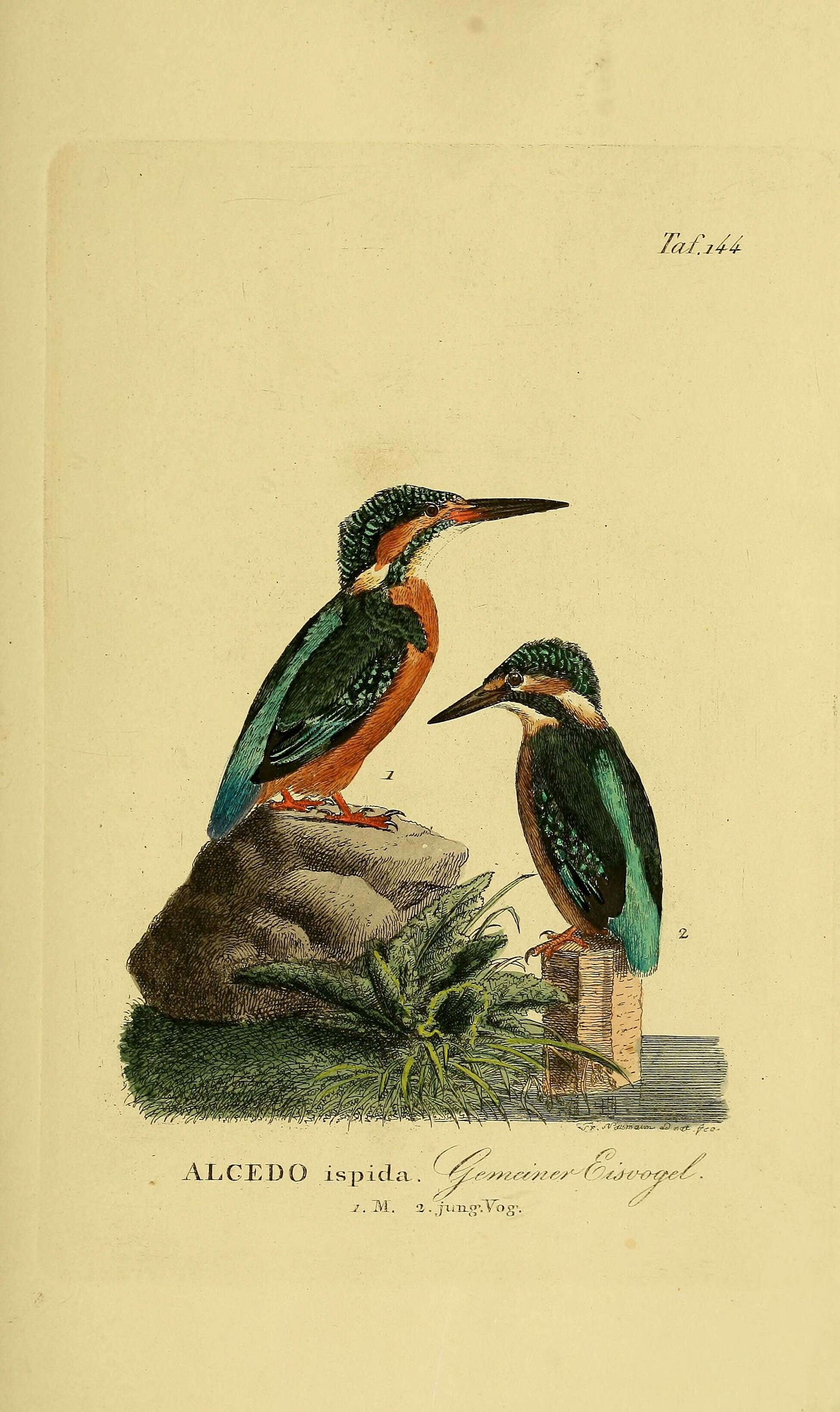 Image of Alcedo Linnaeus 1758