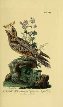 Image of nightjar, european nightjar