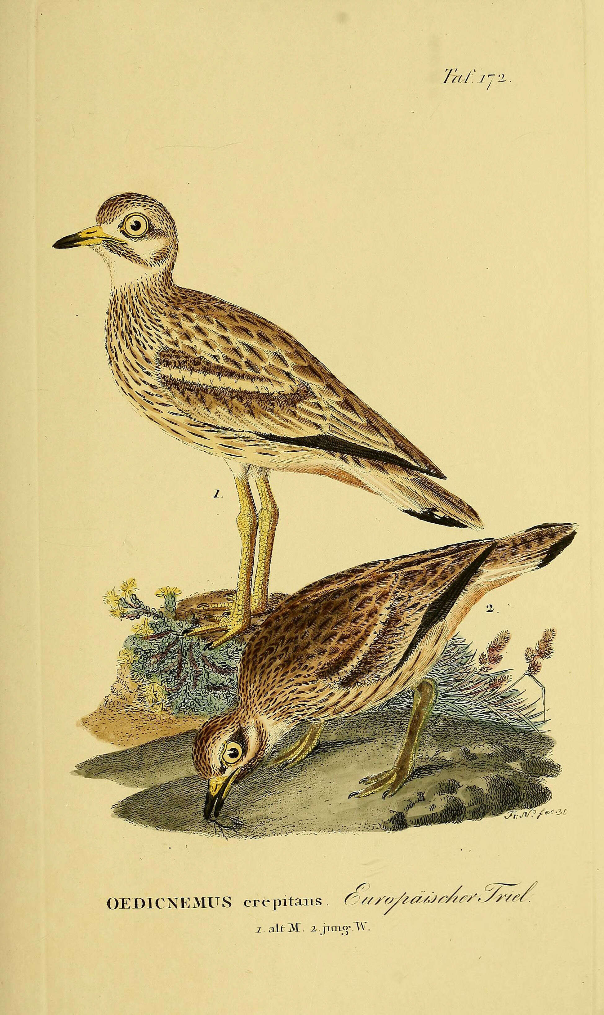 Image of Eurasian Stone-curlew