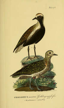 Image of Pacific Golden Plover