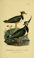 Image of Lapwing