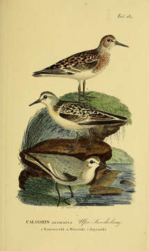 Image of Sanderling