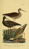 Image of Spotted Redshank