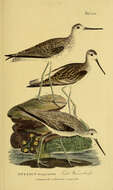 Image of Marsh Sandpiper