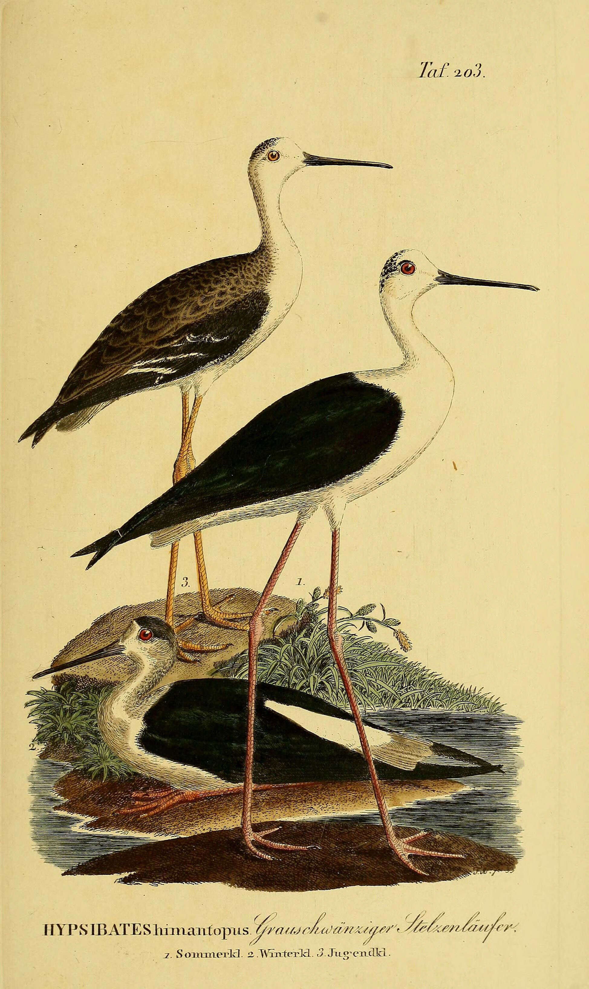 Plancia ëd Himantopus himantopus (Linnaeus 1758)