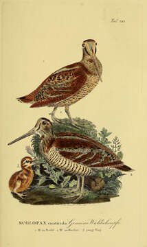 Image of woodcock, eurasian woodcock