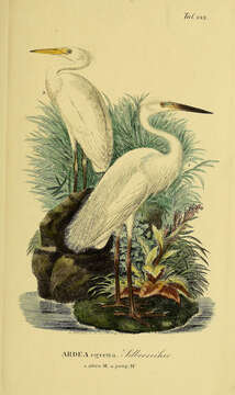 Image of Great Egret