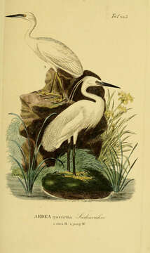 Image of Little Egret