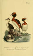 Image of Podiceps Latham 1787