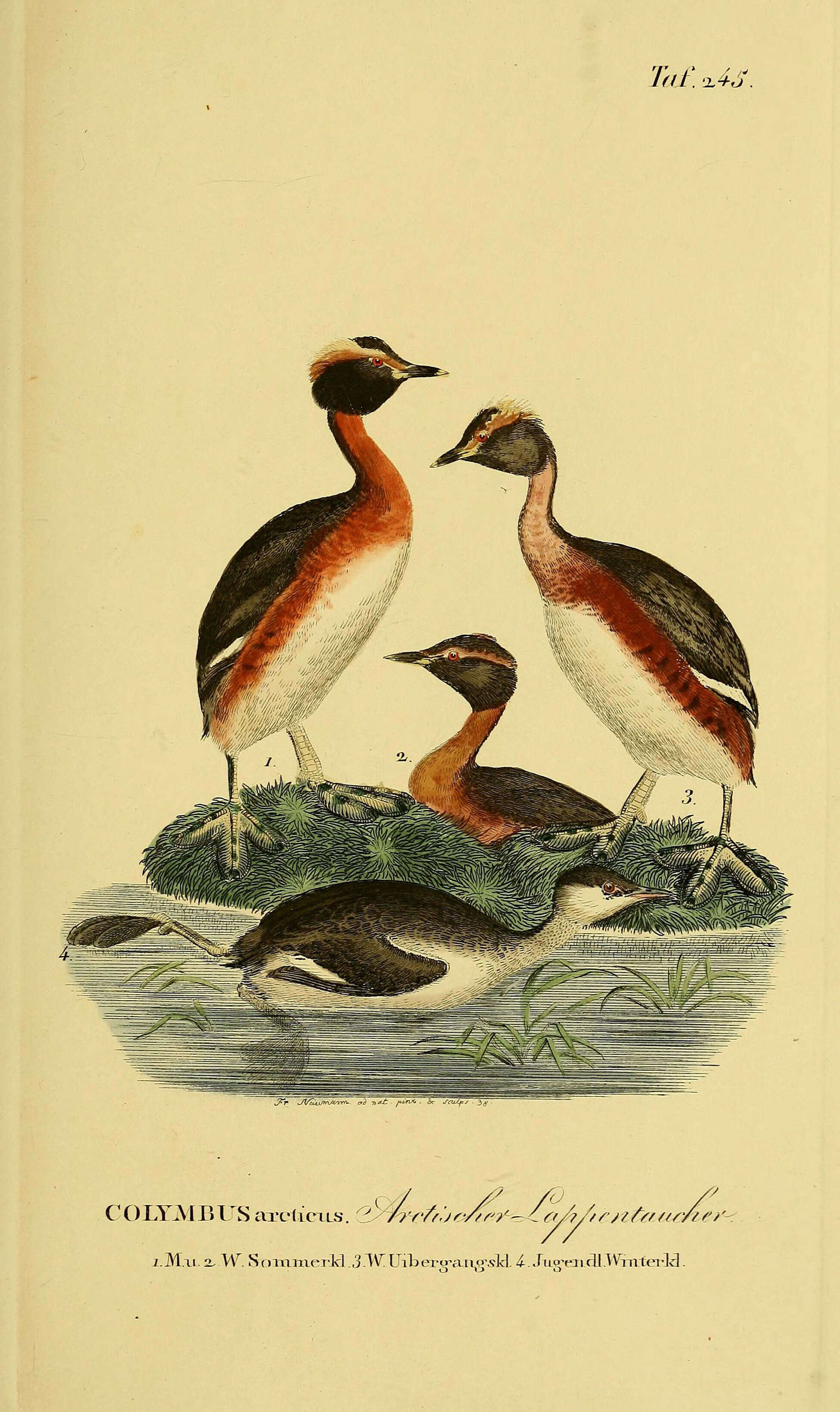 Plancia ëd Podiceps grisegena (Boddaert 1783)