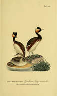 Image de Podiceps Latham 1787