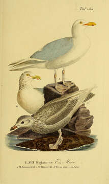 Image of Glaucous Gull