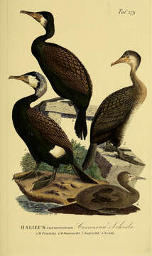 Image of Black Shag