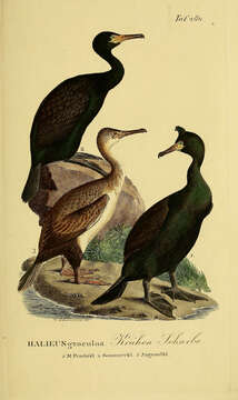 Image of European Shag