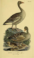 Image of Greylag Goose