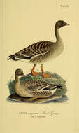 Image of Bean Goose