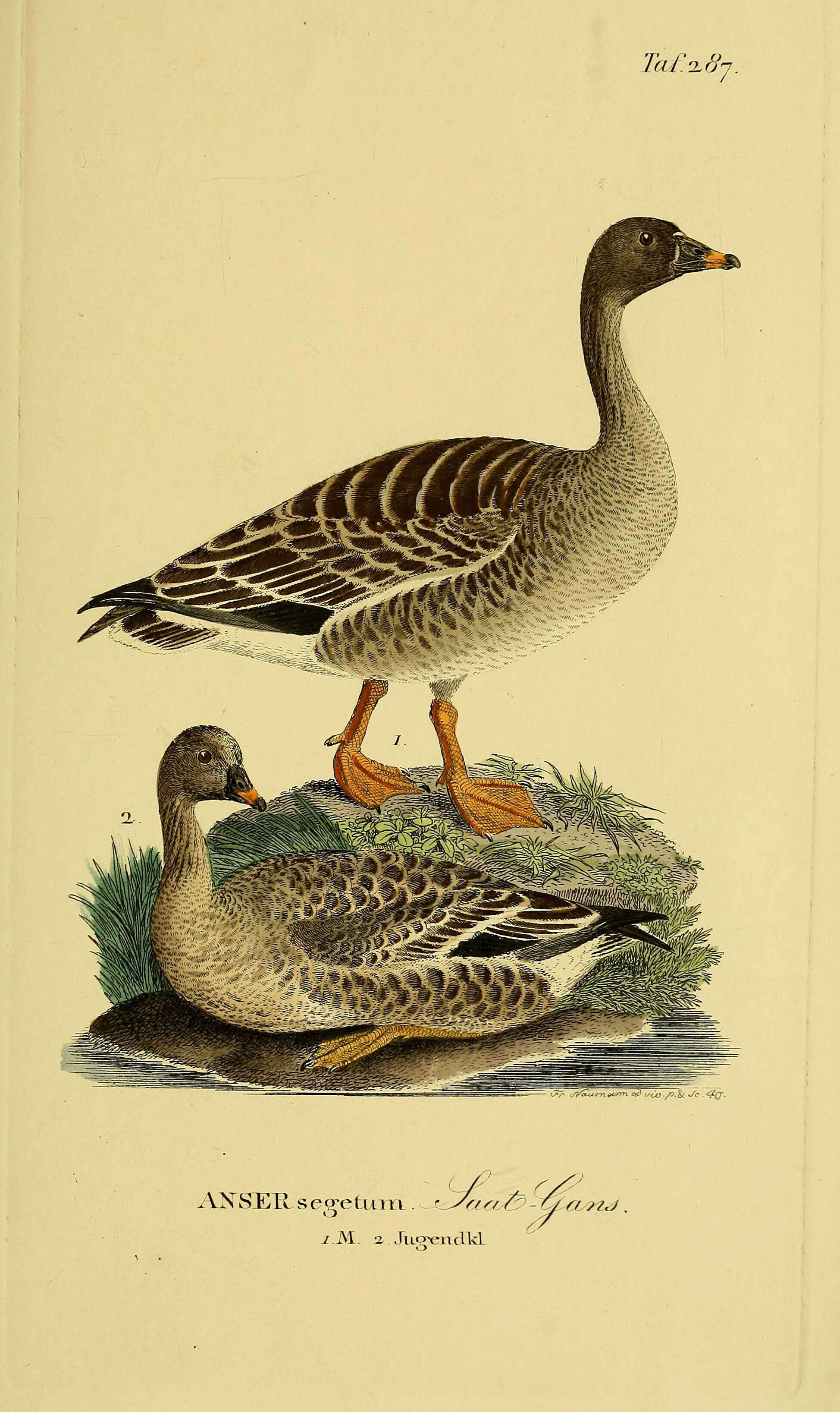 Image of Bean Goose