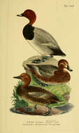 Image of pochard, common pochard