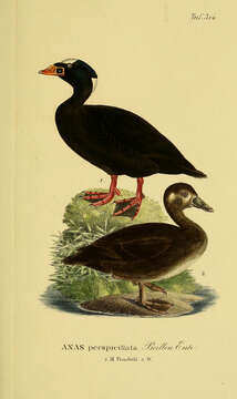 Image of scoter