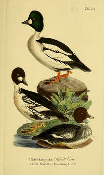 Image of Bucephala Baird & SF 1858