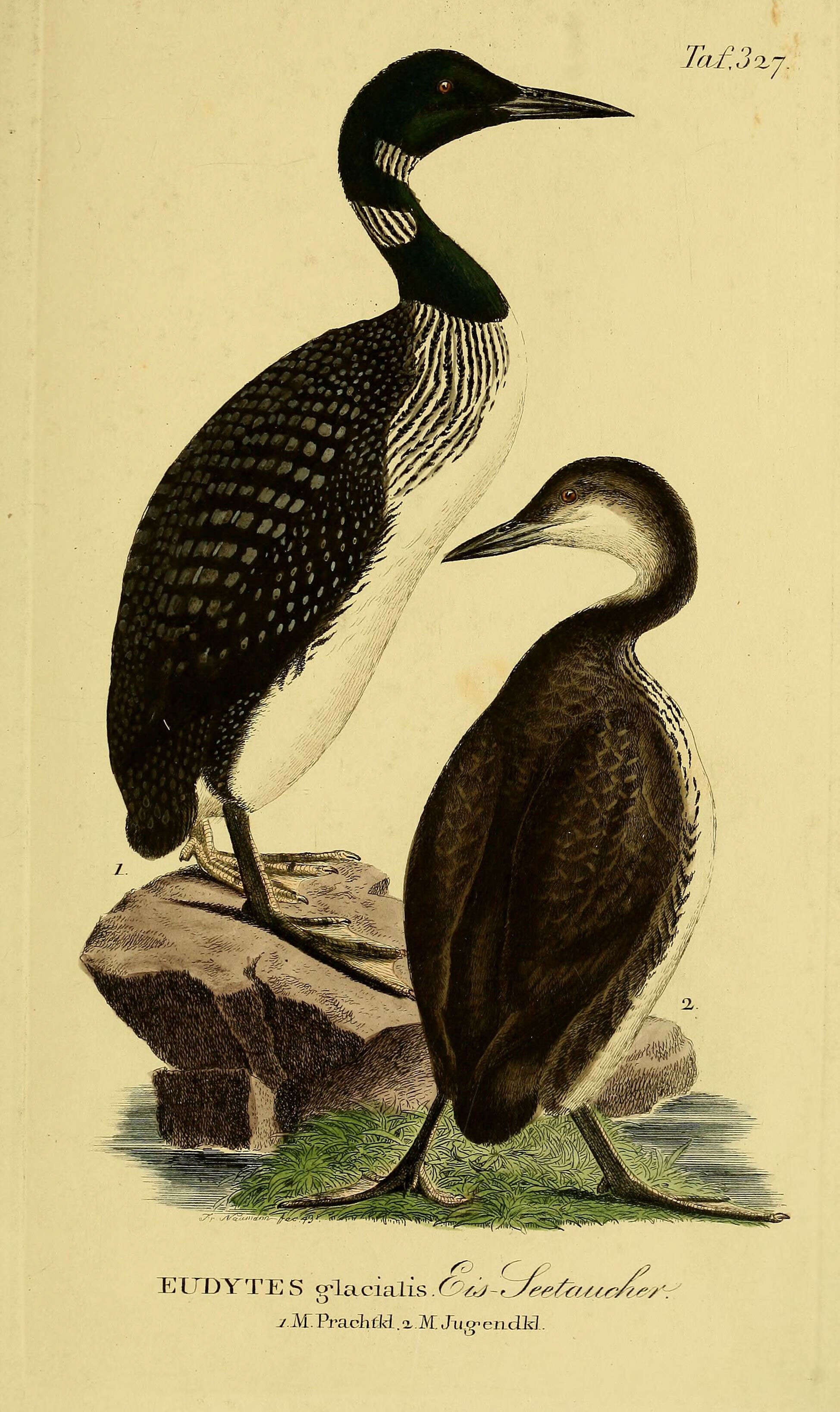 Image of loons