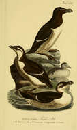 Imagem de Alca Linnaeus 1758