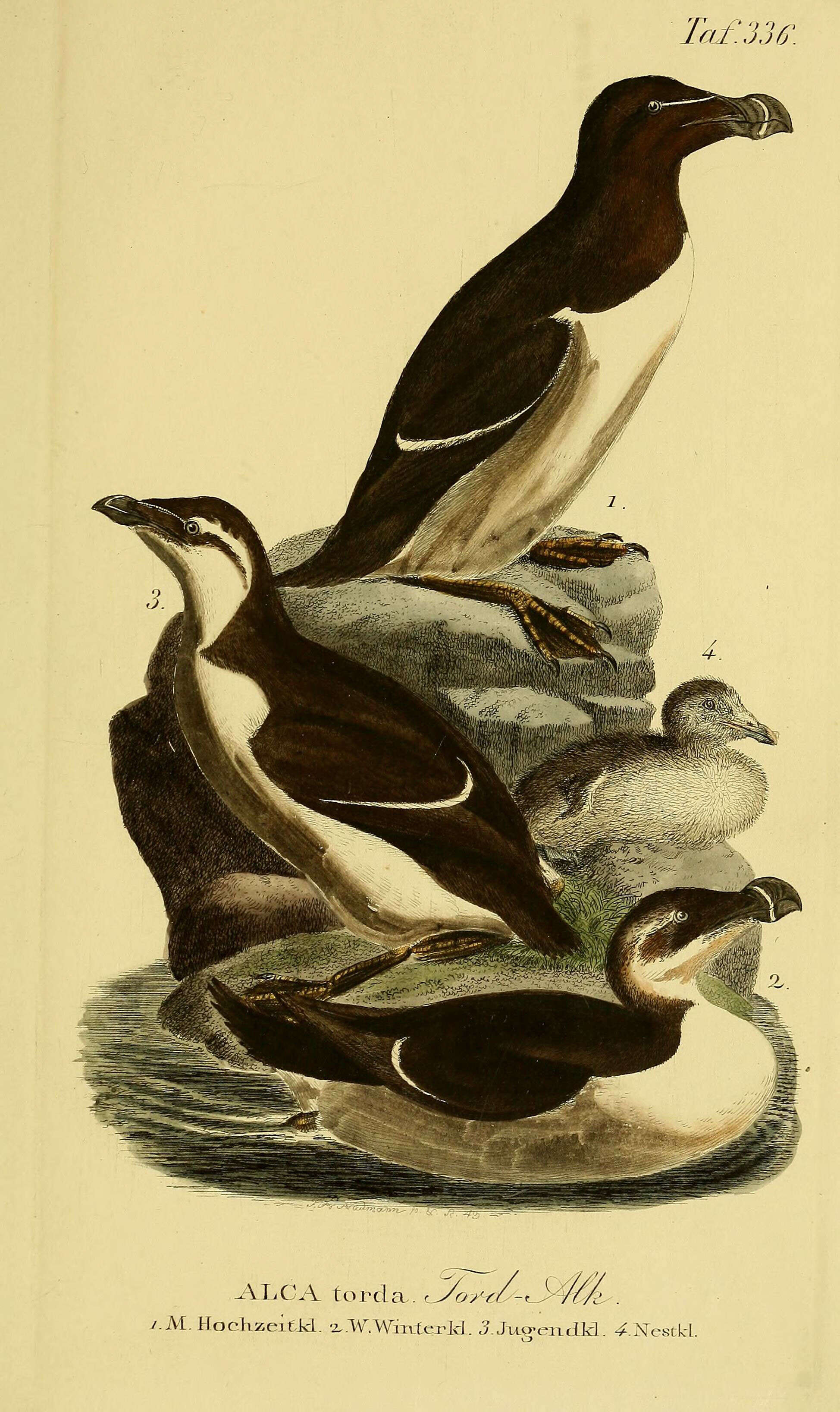 Image of Lesser auk