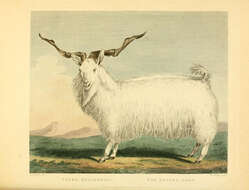 Image of Markhor