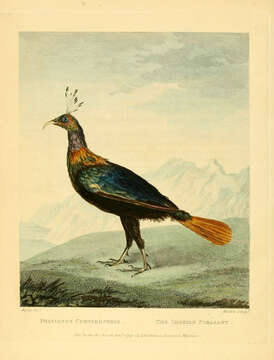 Imagem de Lophophorus Temminck 1813