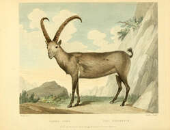 Plancia ëd Capra ibex Linnaeus 1758