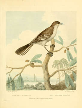 Image of Northern Mockingbird