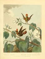 Image of Tufted-necked hummingbird